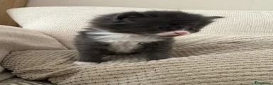 Mixed Breed Kitten 2