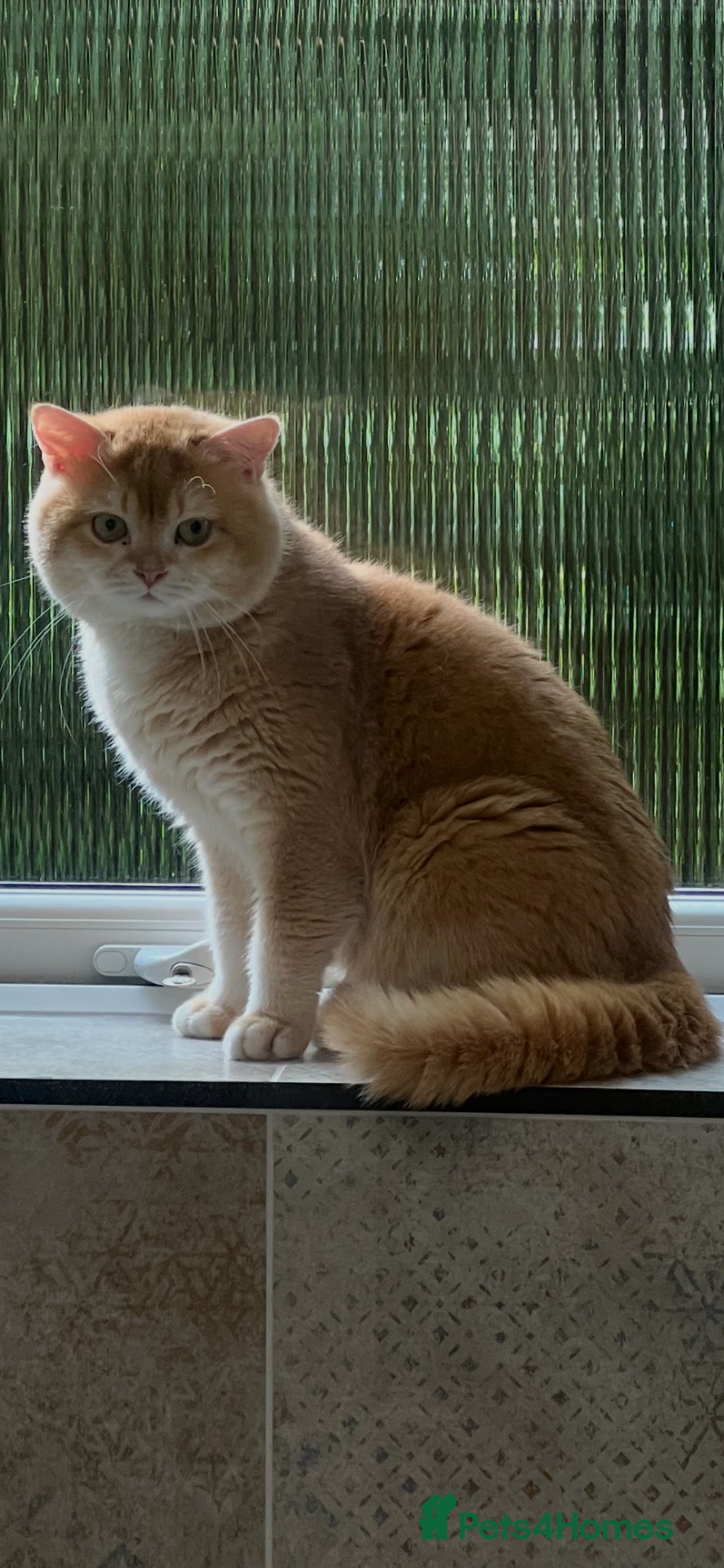 British Shorthair cats Cinnamon Golden Active Boy For Sale - Advert 11