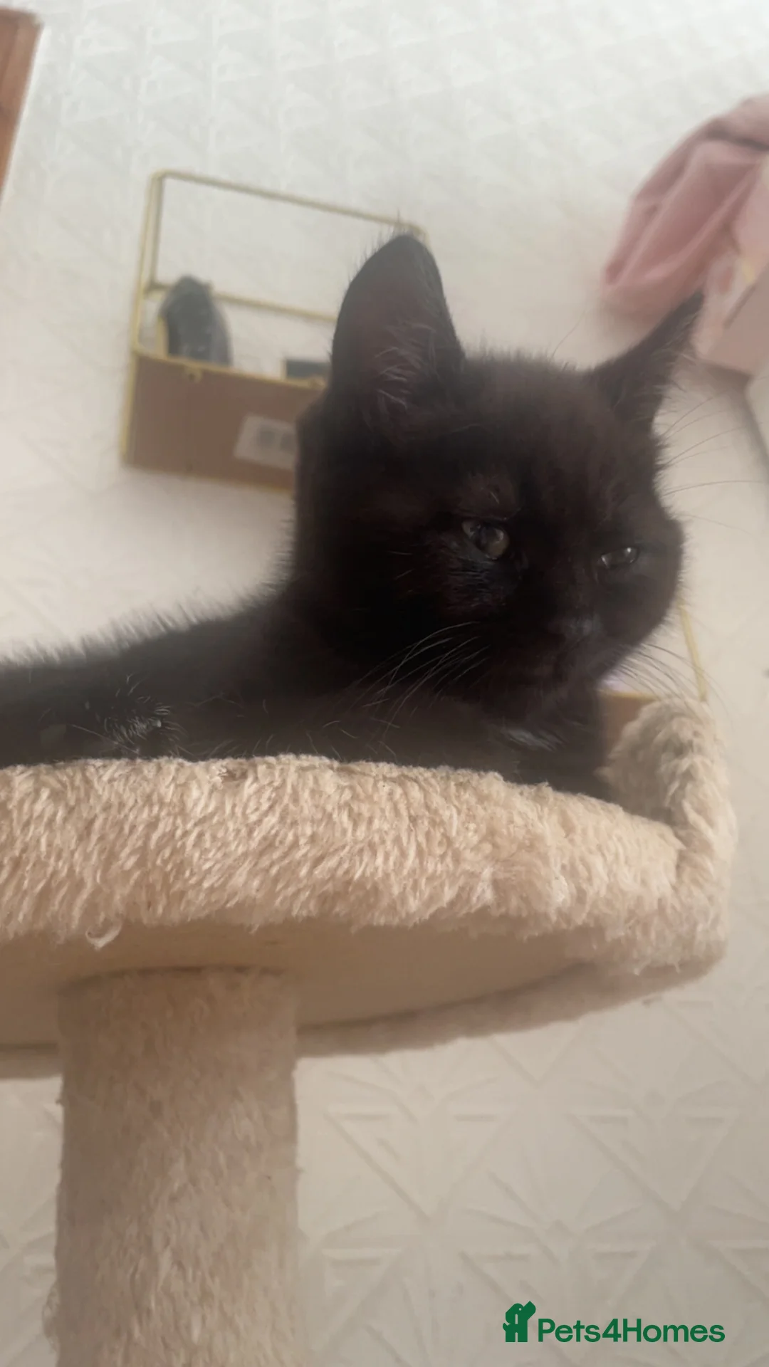 Mixed Breed cats for sale: 3 adorable kittens  - Advert 2
