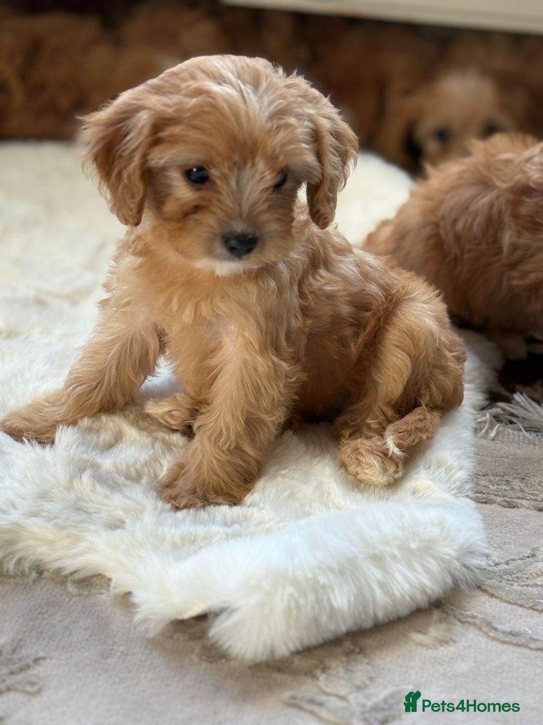 Cavapoo dogs for sale: Apricot Cavapoos - Image 15