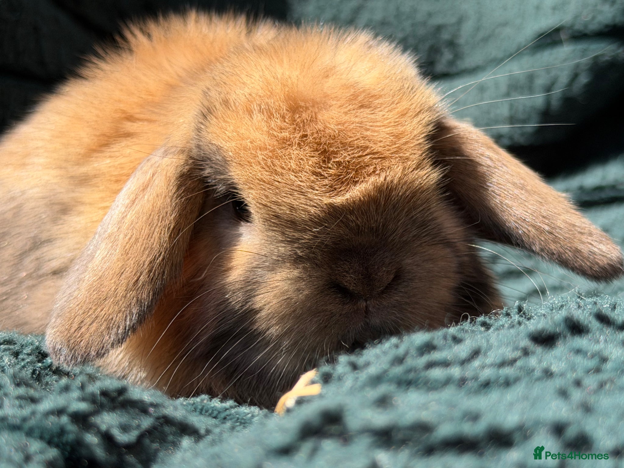 Mini Lop rabbits for sale: stunning baby girl ready now - Advert 8