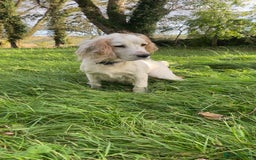 Cocker Spaniel dogs for sale: 7 Cocker Spaniel Puppies. 💙💙💙💙🩷🩷🩷 - Image 8