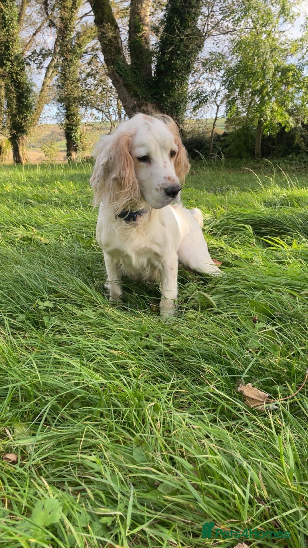 Cocker Spaniel dogs for sale: 7 Cocker Spaniel Puppies. 💙💙💙💙🩷🩷🩷 - Image 8