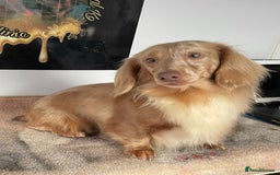Miniature Dachshund dogs for sale: Stunning Kc Reg Long Hair Mini Dachshund puppies  - Image 18