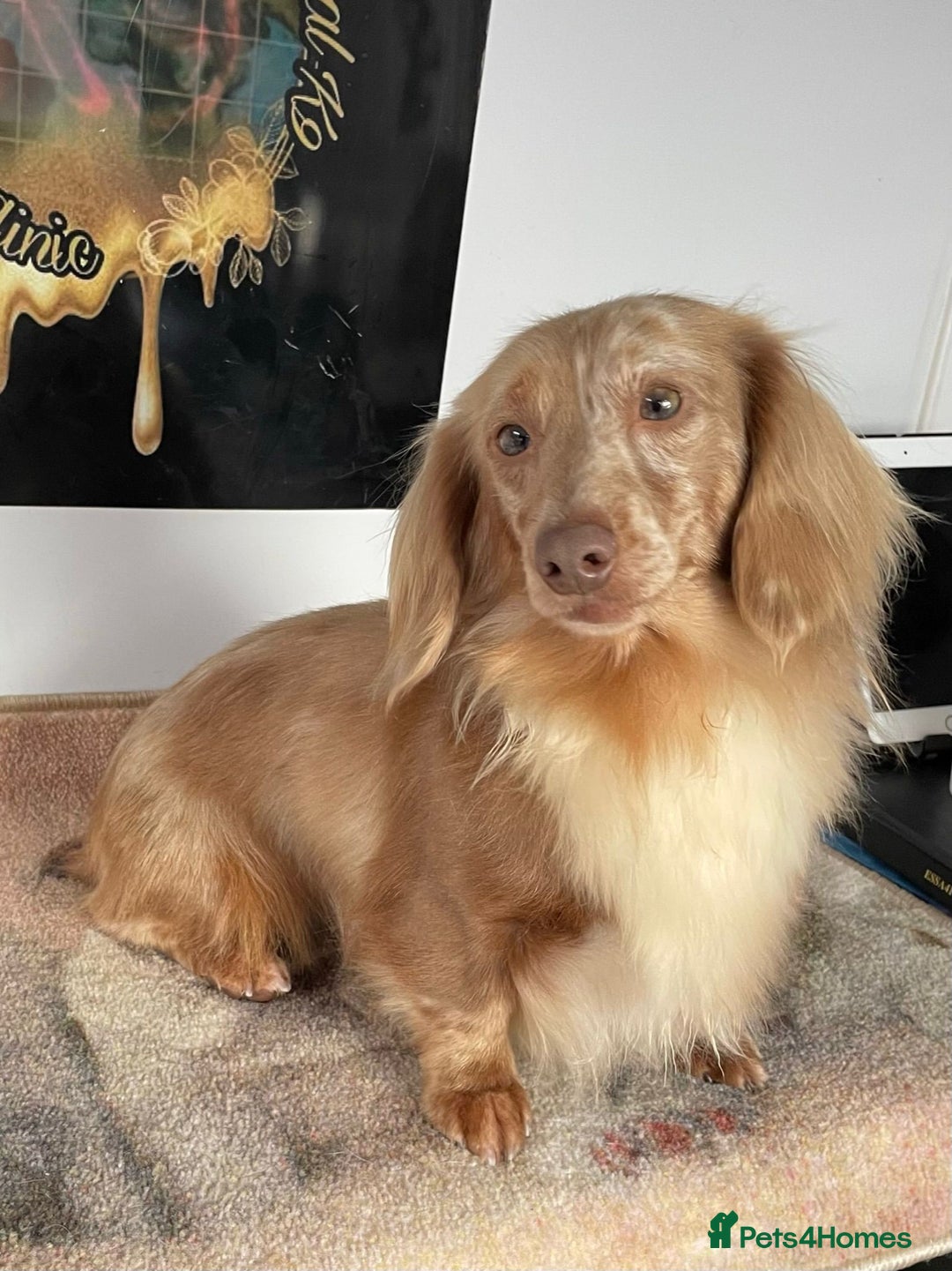 Miniature Dachshund dogs for sale: Stunning Kc Reg Long Hair Mini Dachshund puppies  - Image 18