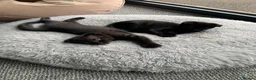 Scottish Fold cats for sale: Scottish fold cross - Advert 5