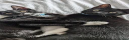Mixed Breed cats for sale: 4 month old kittens - Advert 1