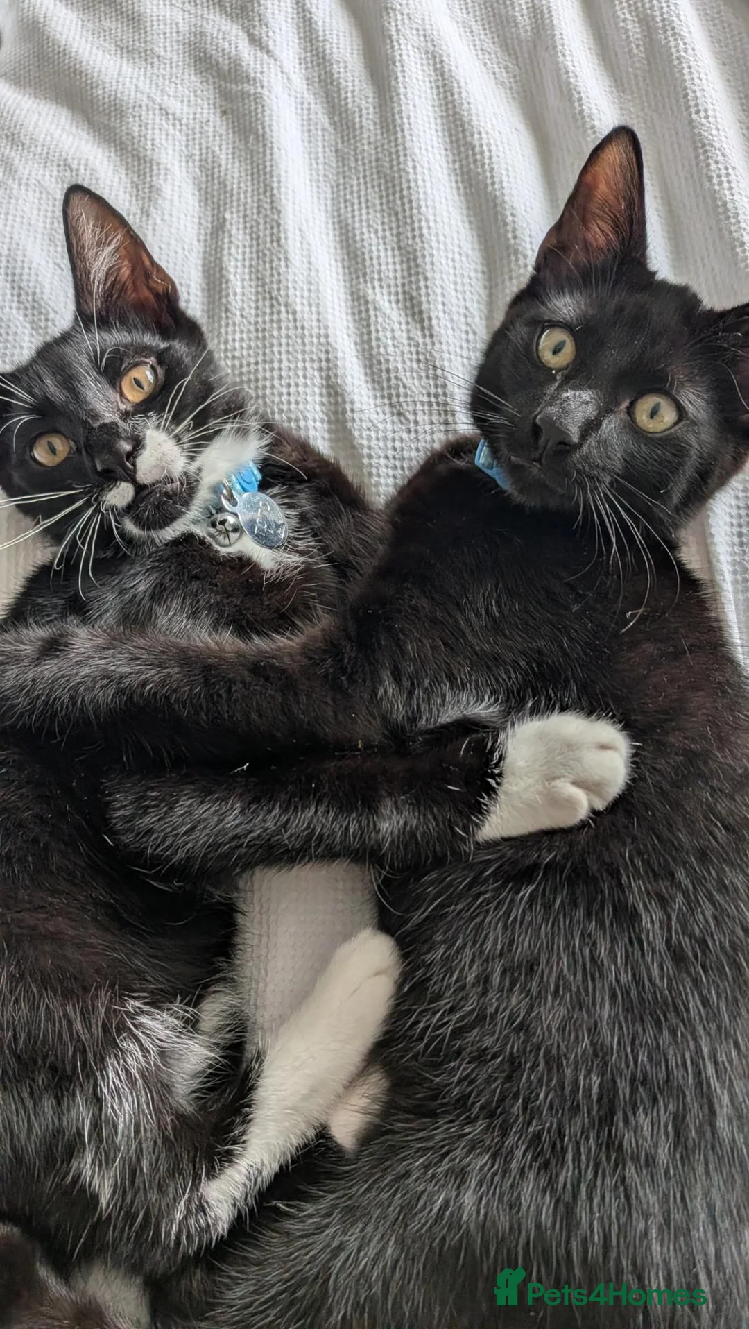 Mixed Breed cats for sale: 4 month old kittens - Advert 1