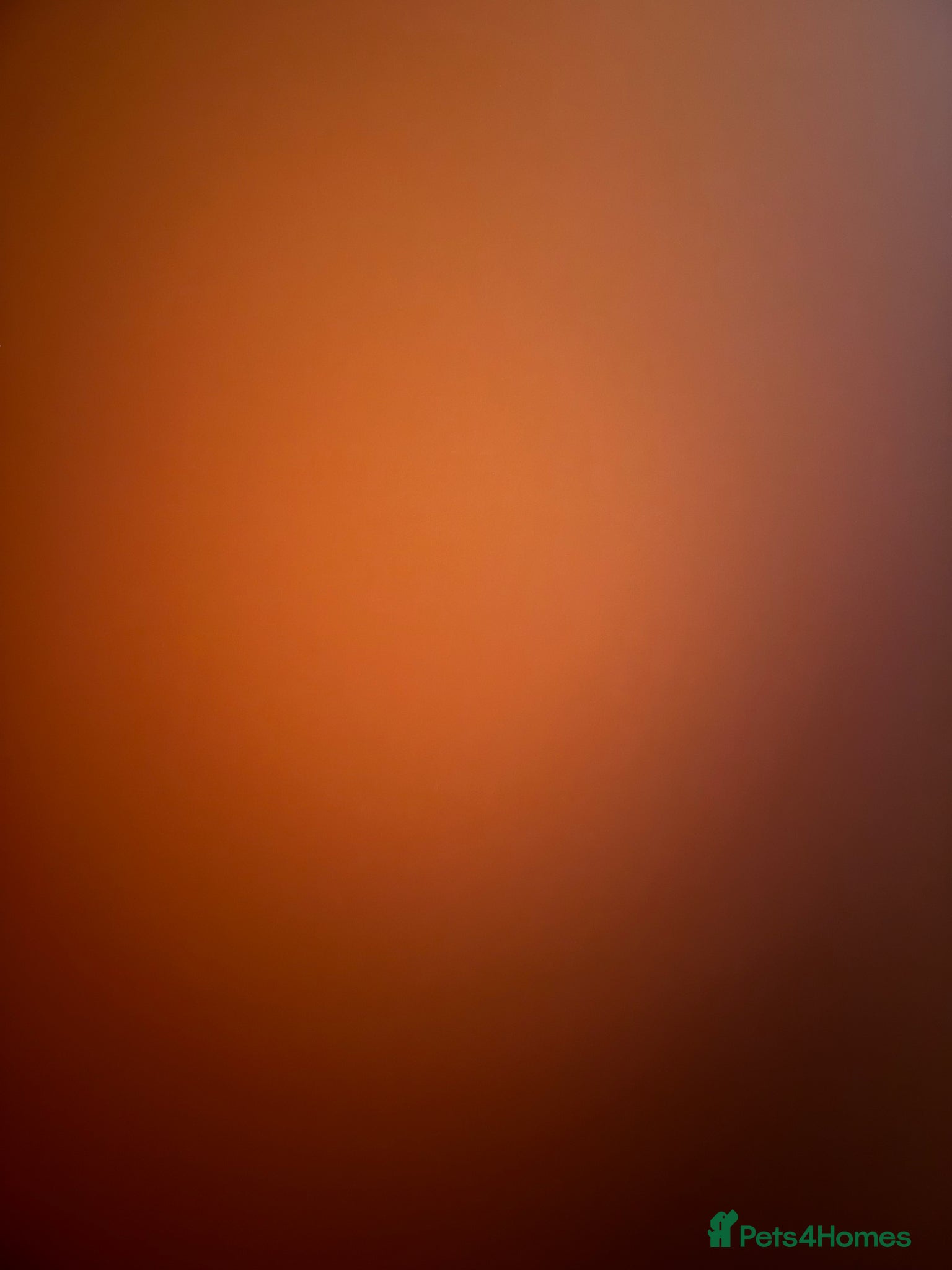 Maine Coon cats Maine Coon Kittens 🏆 20+ gen 🧬 Full Pedigree - Advert 5