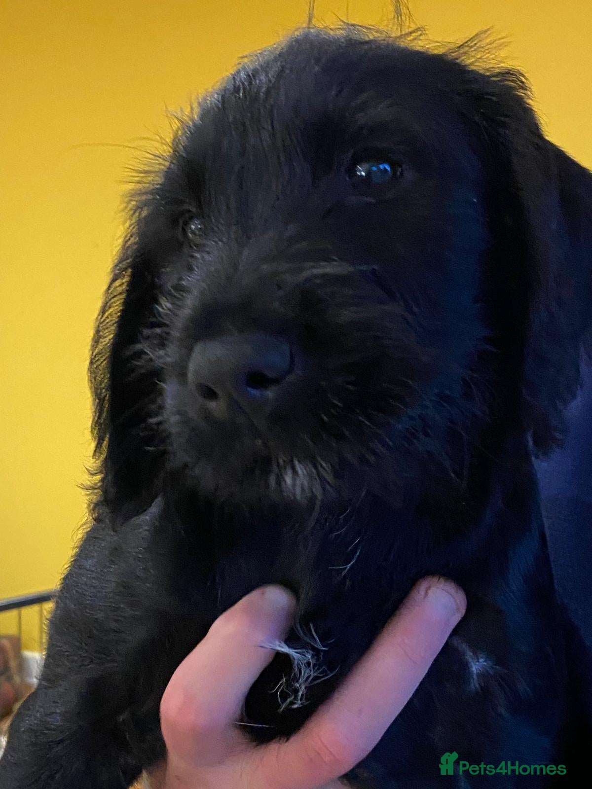 Mixed Breed dogs lab pups - Advert 1