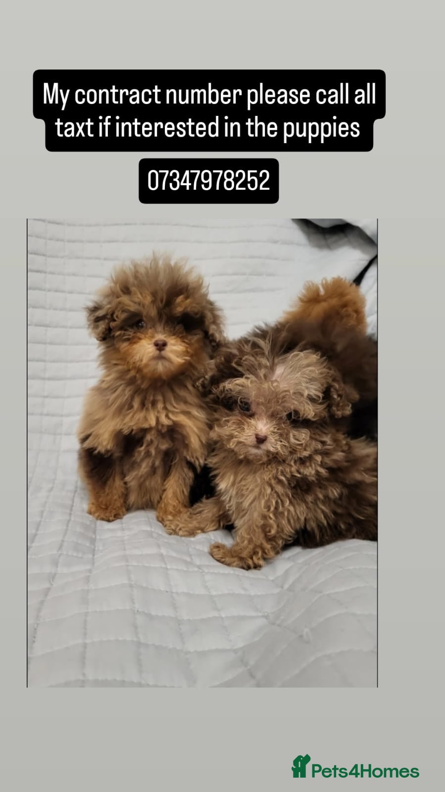 Toy Poodle dogs Asian toy poodles  - Advert 9