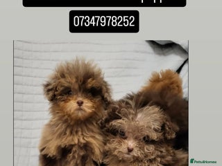Toy Poodle dogs Asian toy poodles - Advert 4