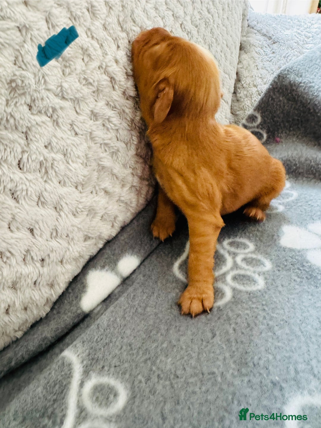 Cocker Spaniel dogs for sale: Red Cocker Spaniel Puppies - Image 16