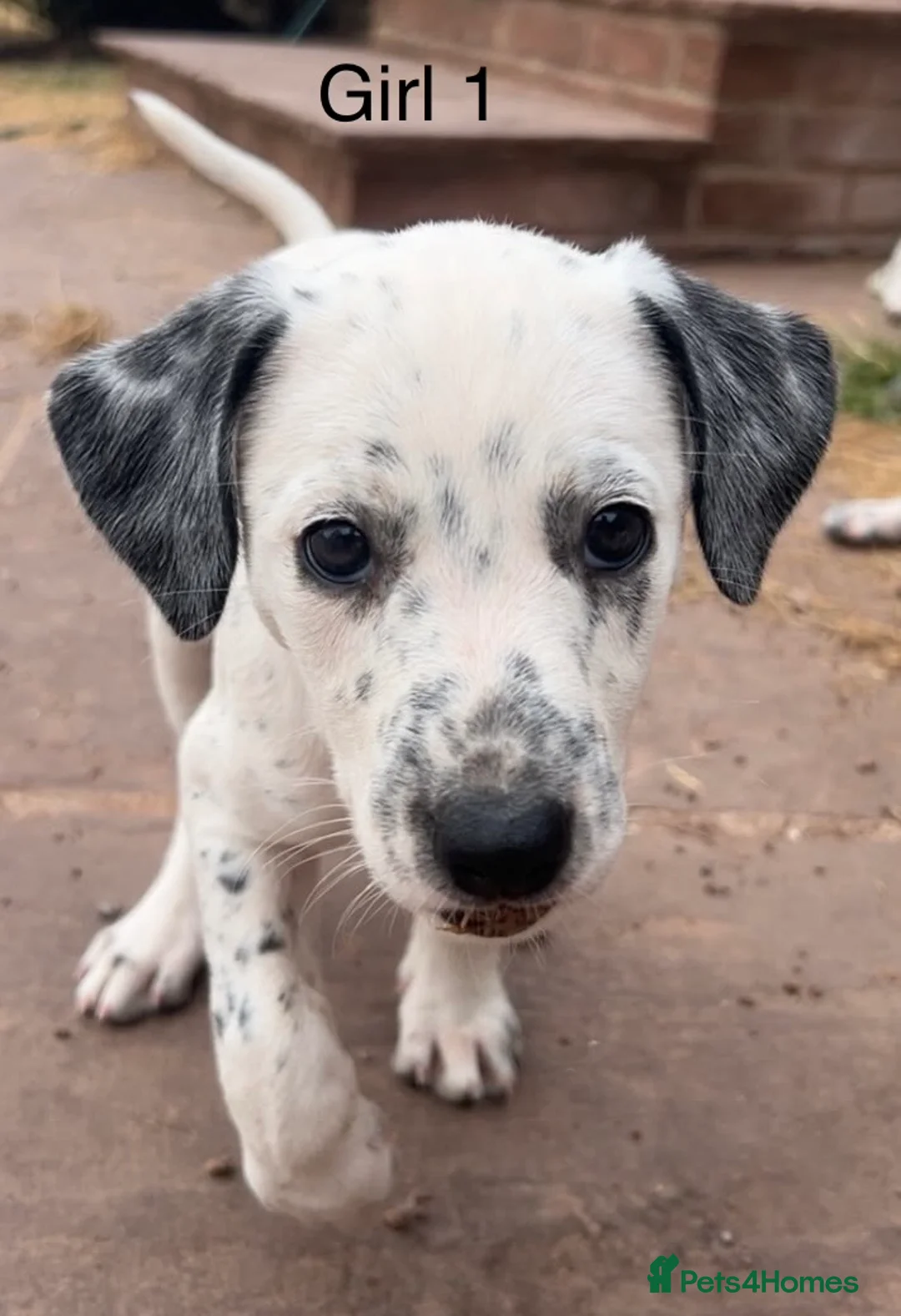 Mixed Breed dogs for sale: Bodacion Puppies in Usk - Advert 5