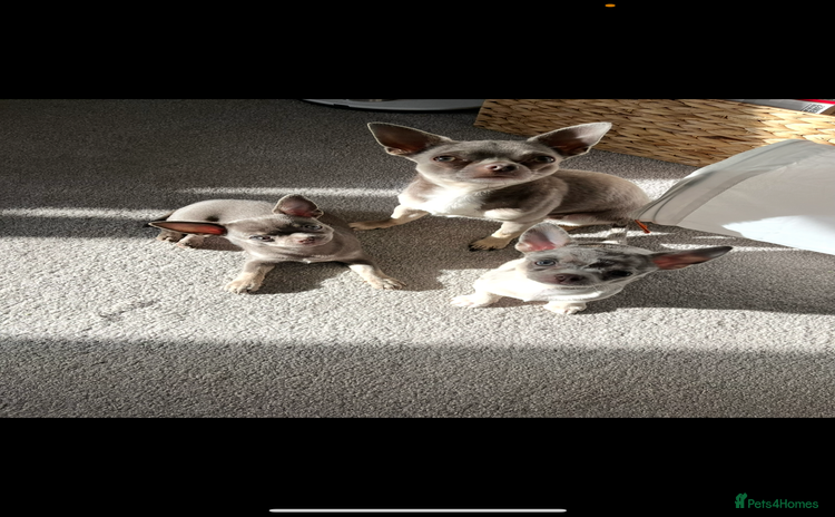 Chihuahua dogs Proven Lilac KC registered chihuahua for stud  in Liverpool - Advert 19