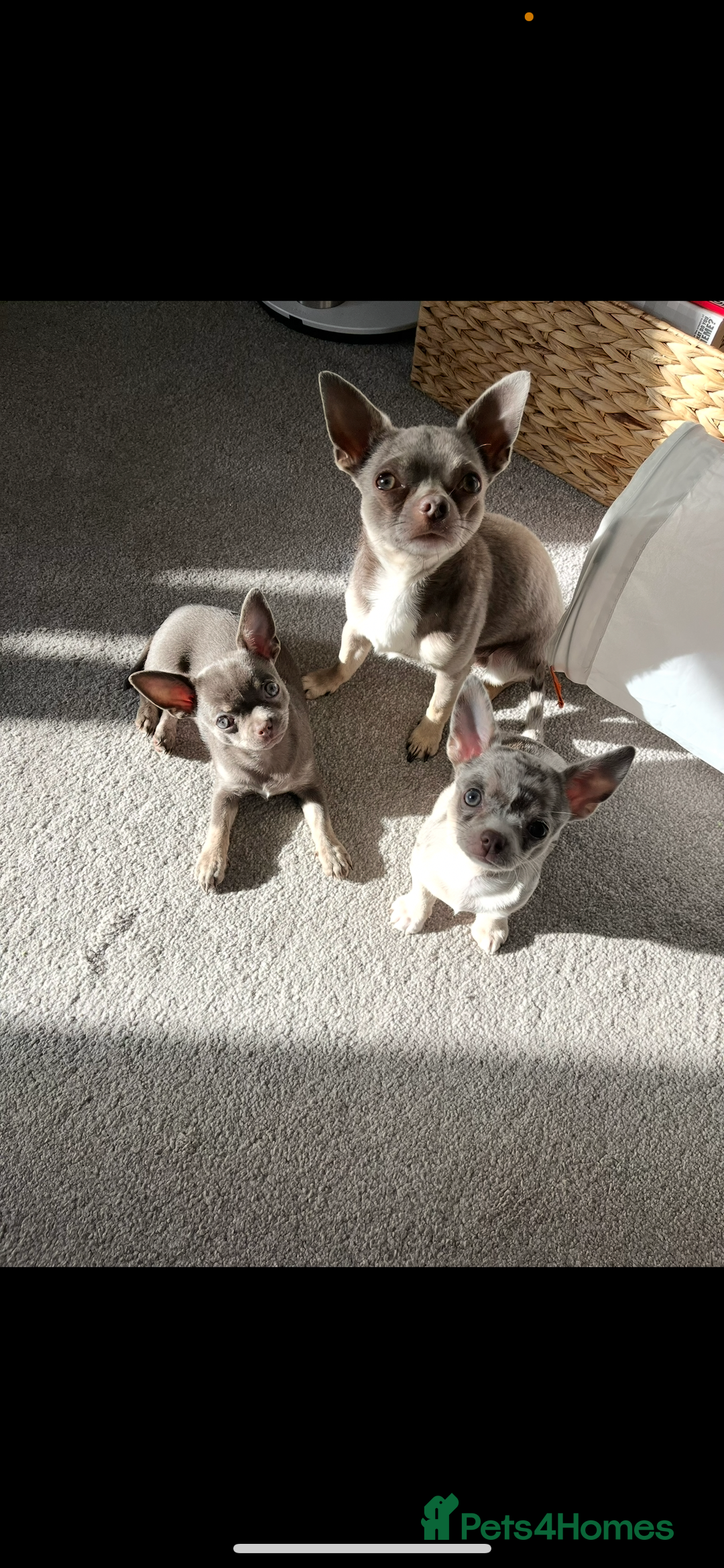 Chihuahua dogs for stud: Proven Lilac KC registered chihuahua for stud  in Liverpool - Advert 3