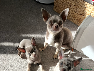 Chihuahua dogs Proven Lilac KC registered chihuahua for stud in Liverpool - Advert 12