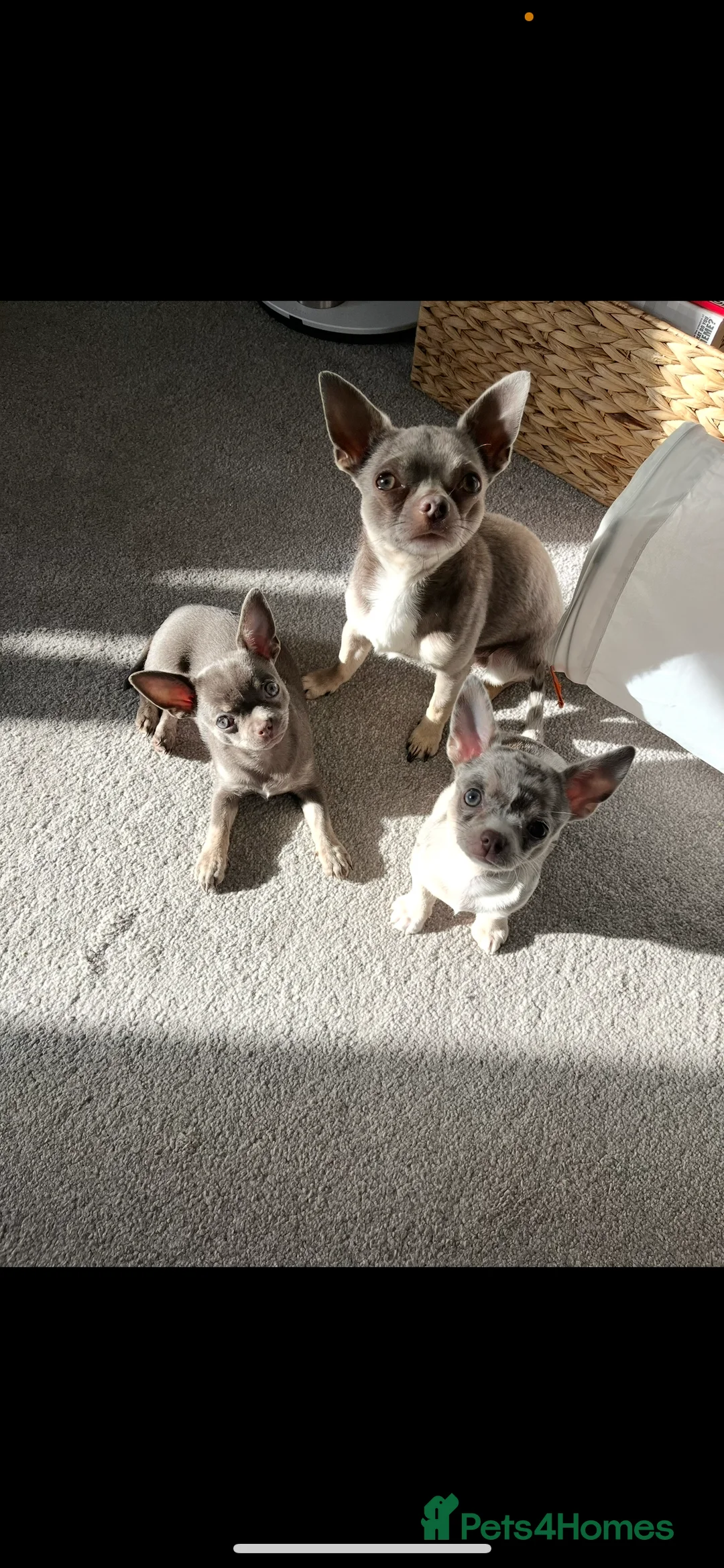 Chihuahua dogs for stud: Proven Lilac KC registered chihuahua for stud  in Liverpool - Advert 3