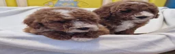 Cockapoo dogs for sale: F1b, genetically health clear - Advert 7
