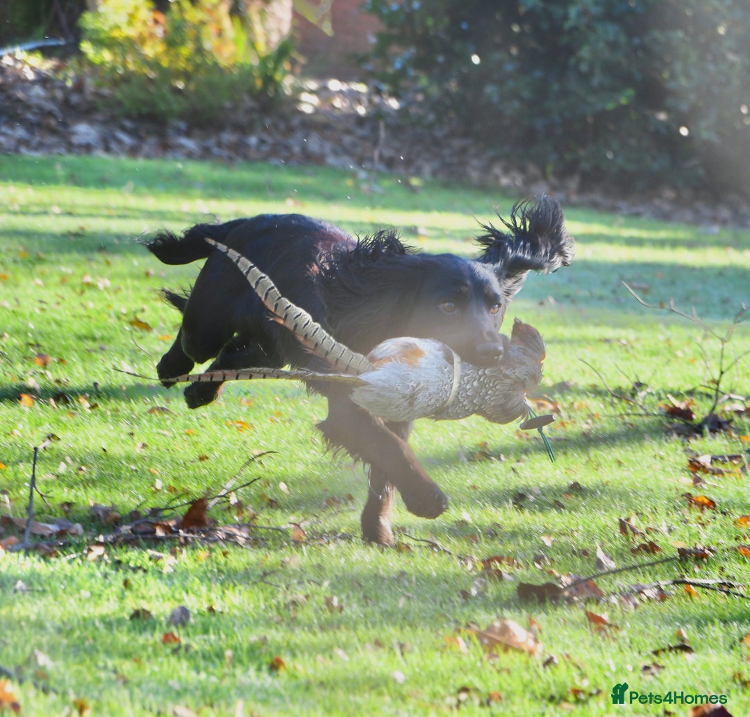 Cocker Spaniel dogs for stud: Proven KC Working cocker spaniel standing at stud in Wigan - Advert 3
