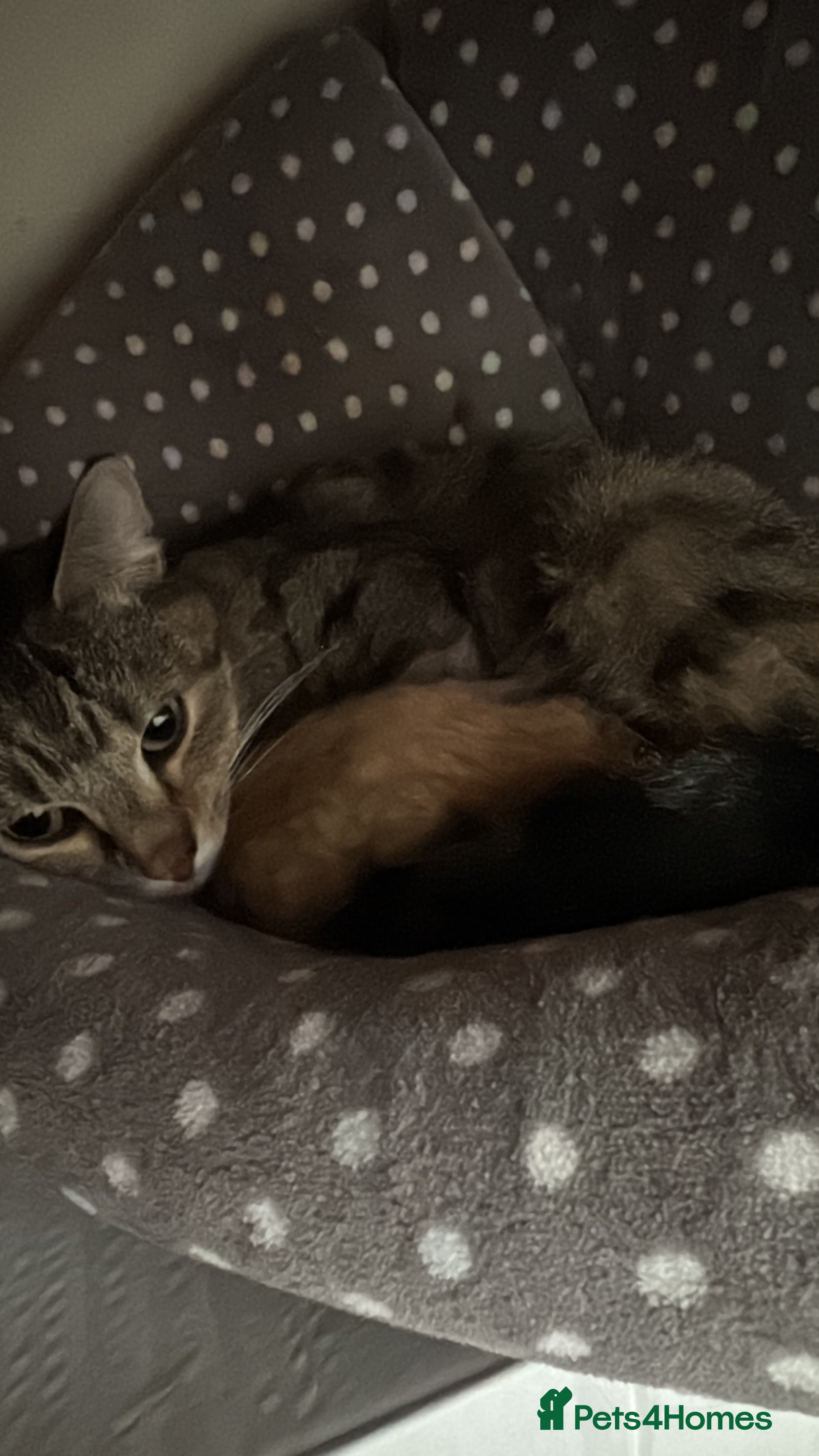 Mixed Breed cats 1 male and 1 female kittens - Advert 2