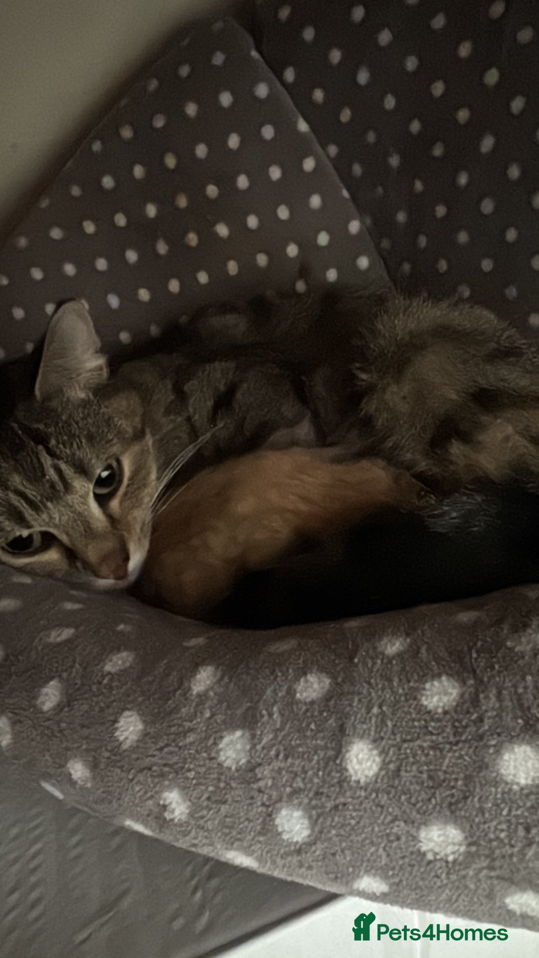 Mixed Breed cats for sale: 1 male and 1 female kittens - Advert 1