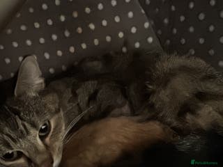 Mixed Breed cats 1 male and 1 female kittens - Advert 15