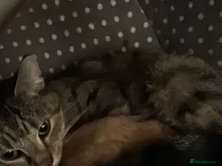 Mixed Breed cats SOLD - 1 male and 1 female kittens - Advert 18