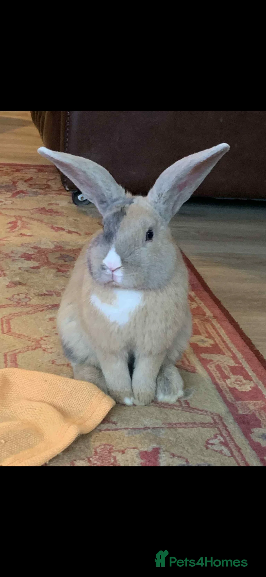 English Lop rabbits for sale: 2 English lop bunnies  - Advert 2