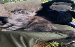Maine Coon cats for sale: Pedigree registered Maine Coons - Image 23