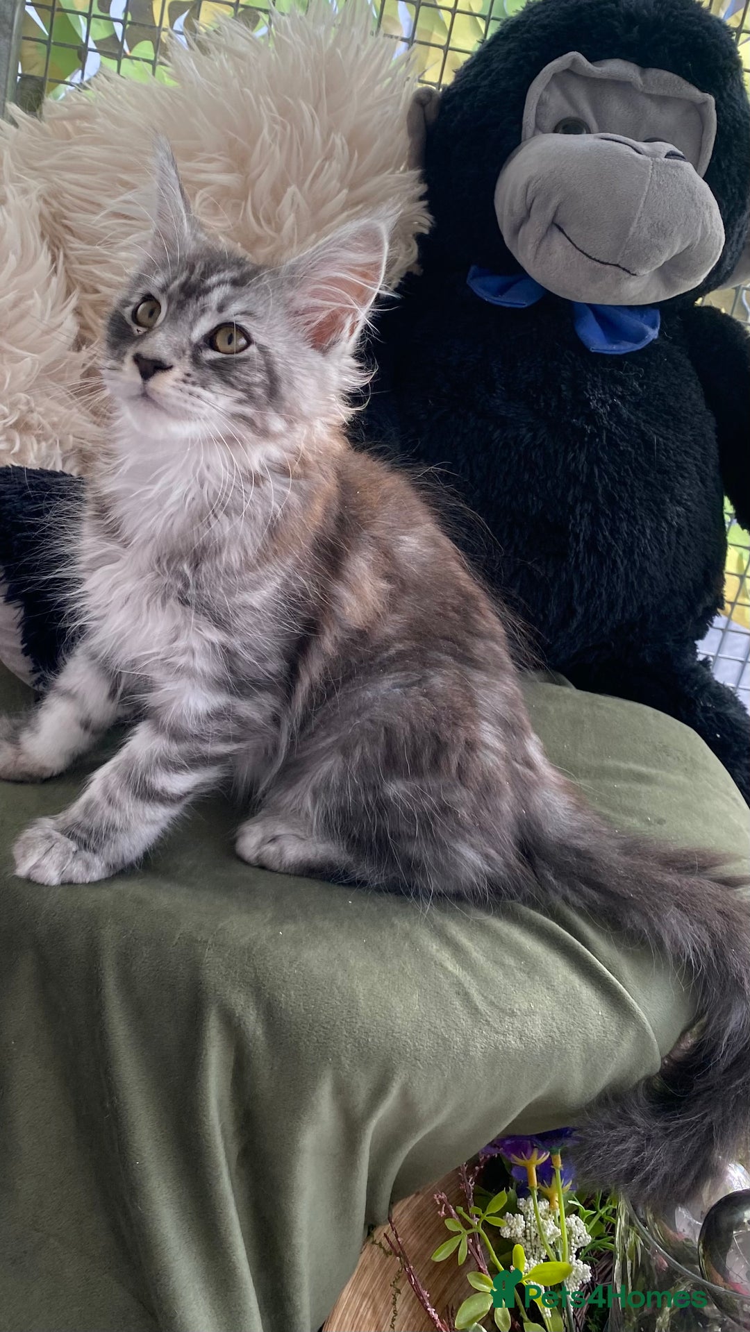 Maine Coon cats for sale: Pedigree registered Maine Coons - Image 23