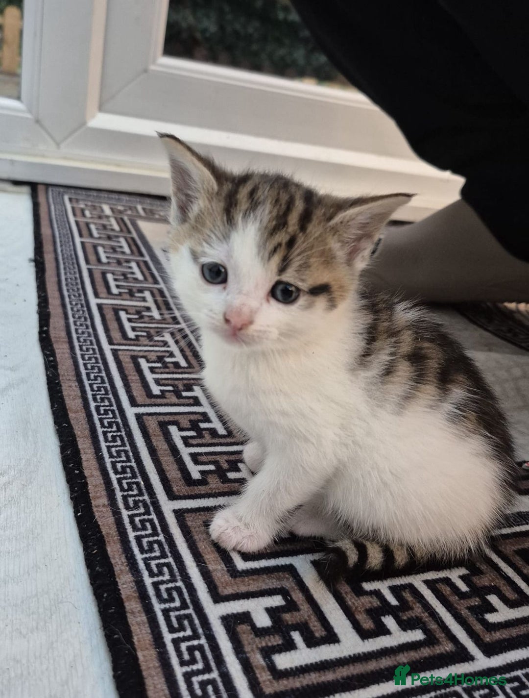 Mixed Breed cats for sale: Beautiful female kitten for sale - Advert 8