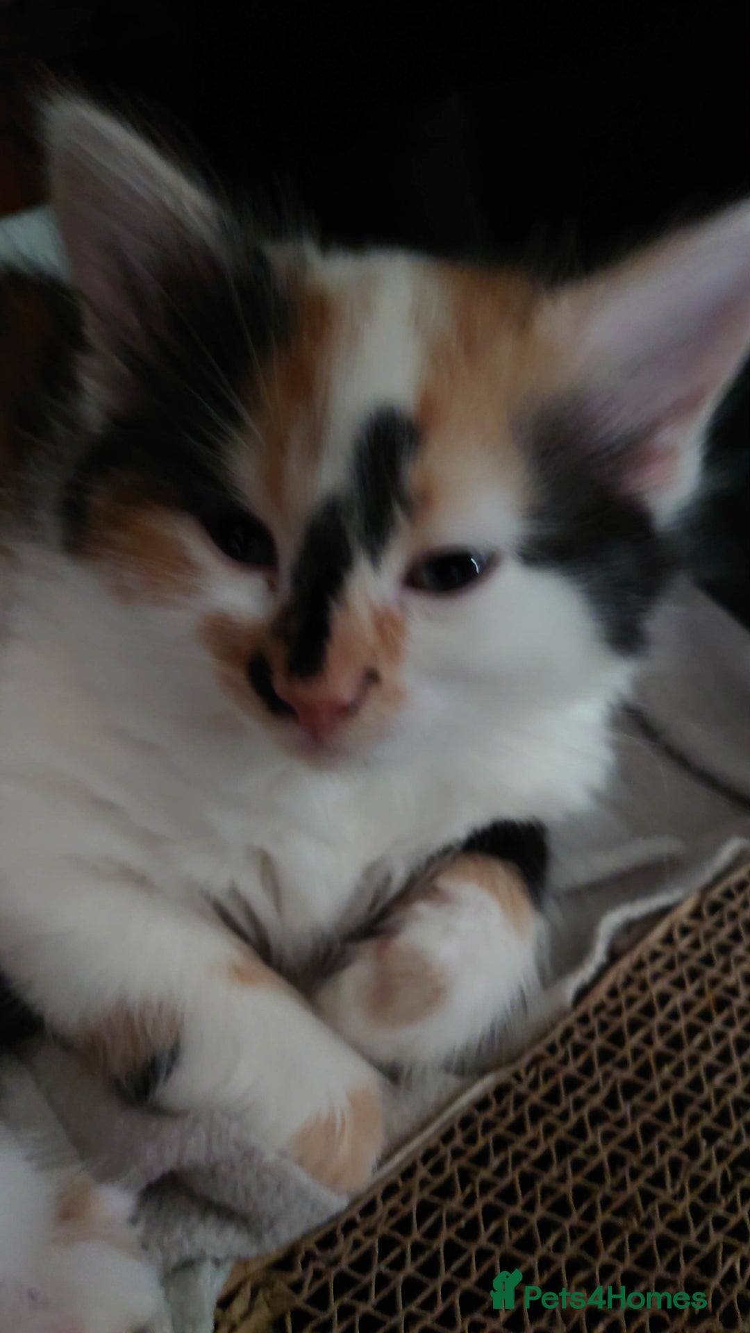 Mixed Breed cats for sale: 6 kittens ready for their new home  - Advert 7