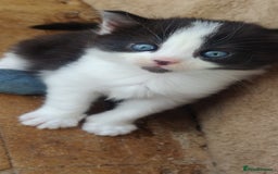 Mixed Breed cats for sale: Stunning long hair kittens for sale - Image 16