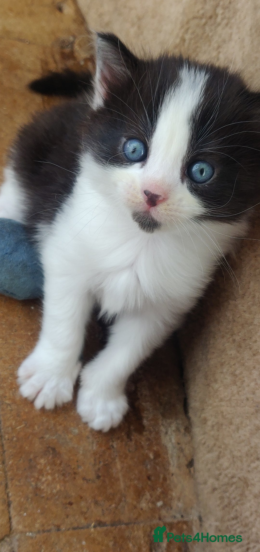 Mixed Breed cats for sale: Stunning long hair kittens for sale - Image 16