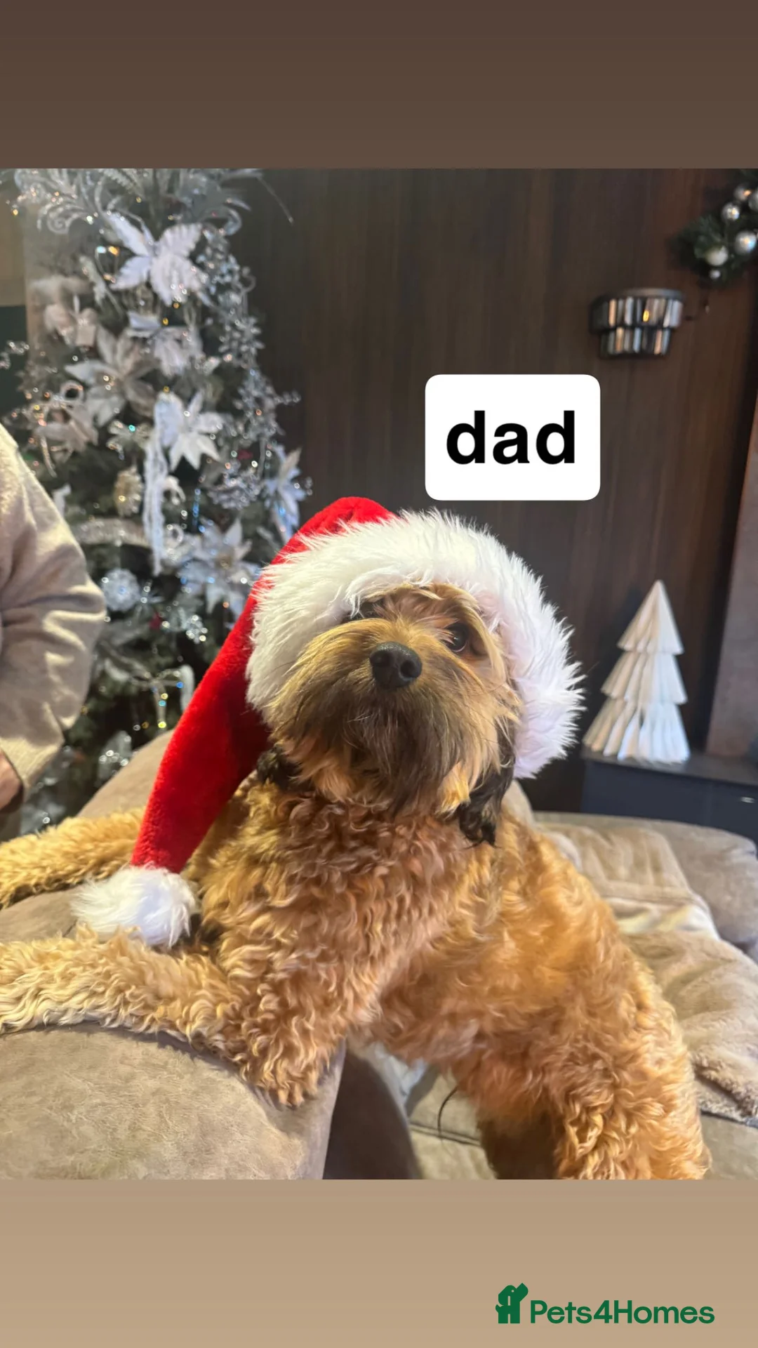 Mixed Breed dogs for sale: Floodles - Advert 6