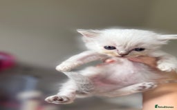 Ragdoll cats for sale: 🐾 Ragdoll kittens - ONE MALE TWO FEMALE LEFT 🐾 - Image 27