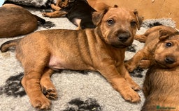 Lakeland Terrier dogs for sale: 5 Gorgeous Lakeland Terriers  - Image 20