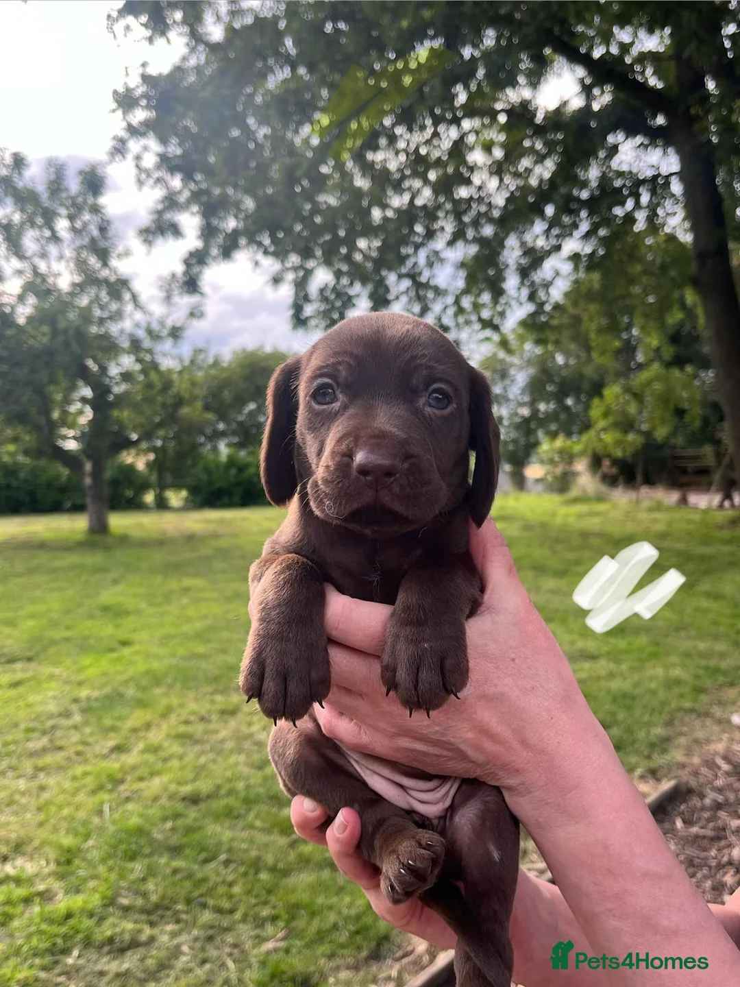 Mixed Breed dogs for sale: Chocolate puppies - Weim x WH Vizsla - Advert 21