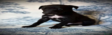 Bedlington whippet 2 