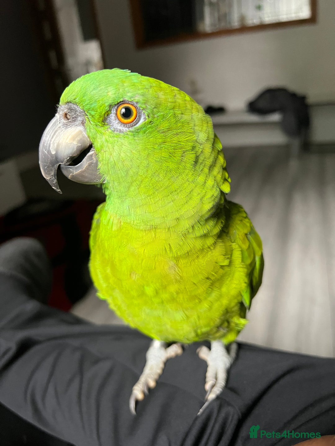 Parrots birds for sale: Beautiful baby yellow nape amazon - Image 2
