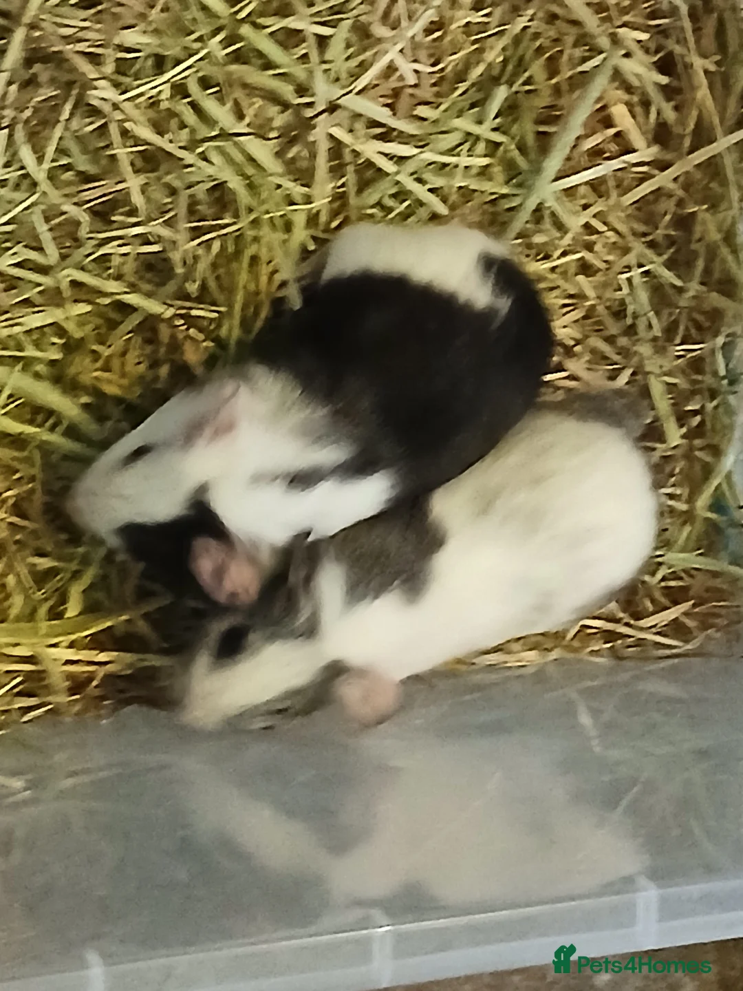 Guinea Pig rodents for sale: Baby Boar Guinea Pigs for sale. ( ready to leave) - Advert 5