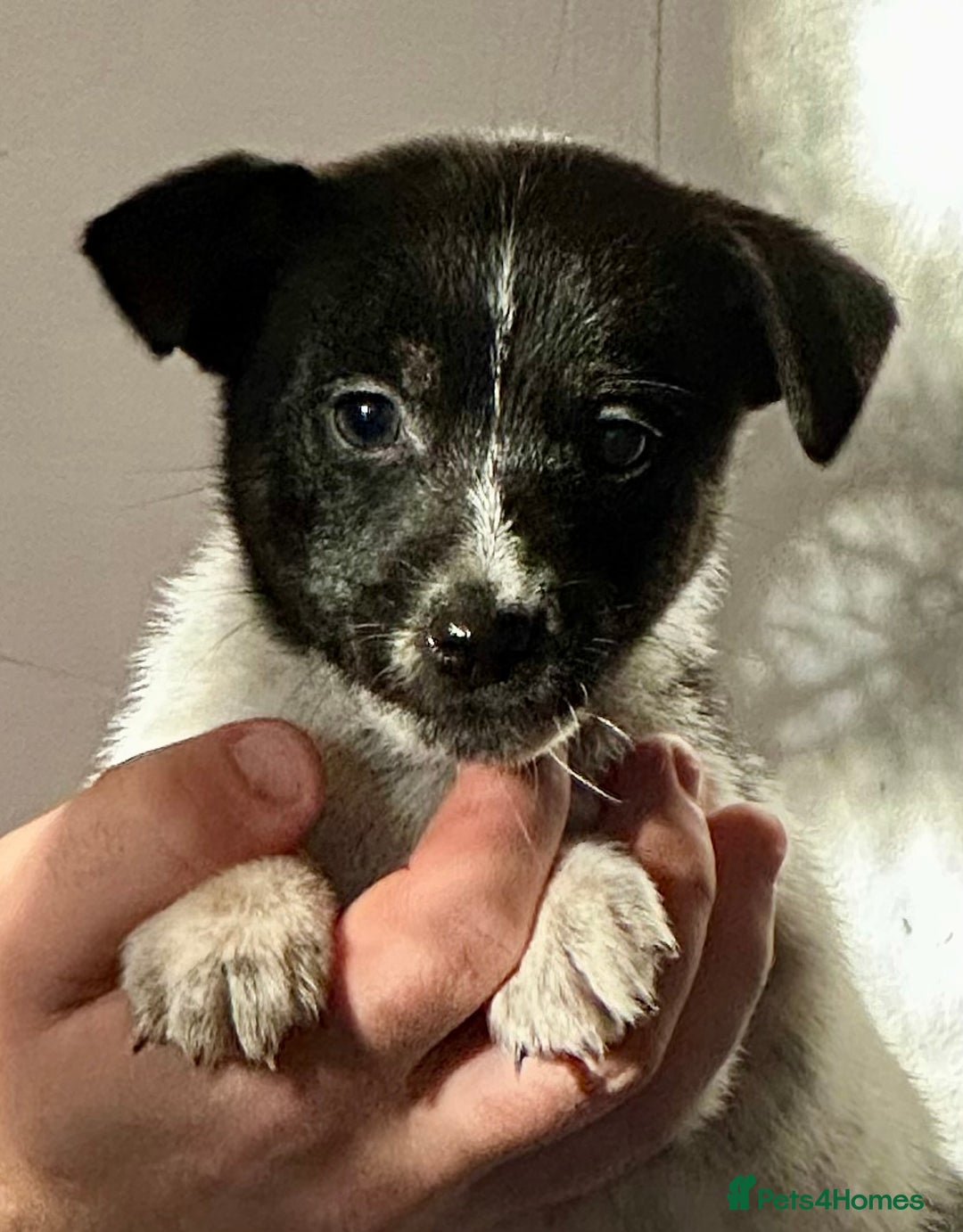 Jack Russell dogs for sale: Superb KC Reg’d Jack Russell Terrier DNA CLEAR - Advert 13