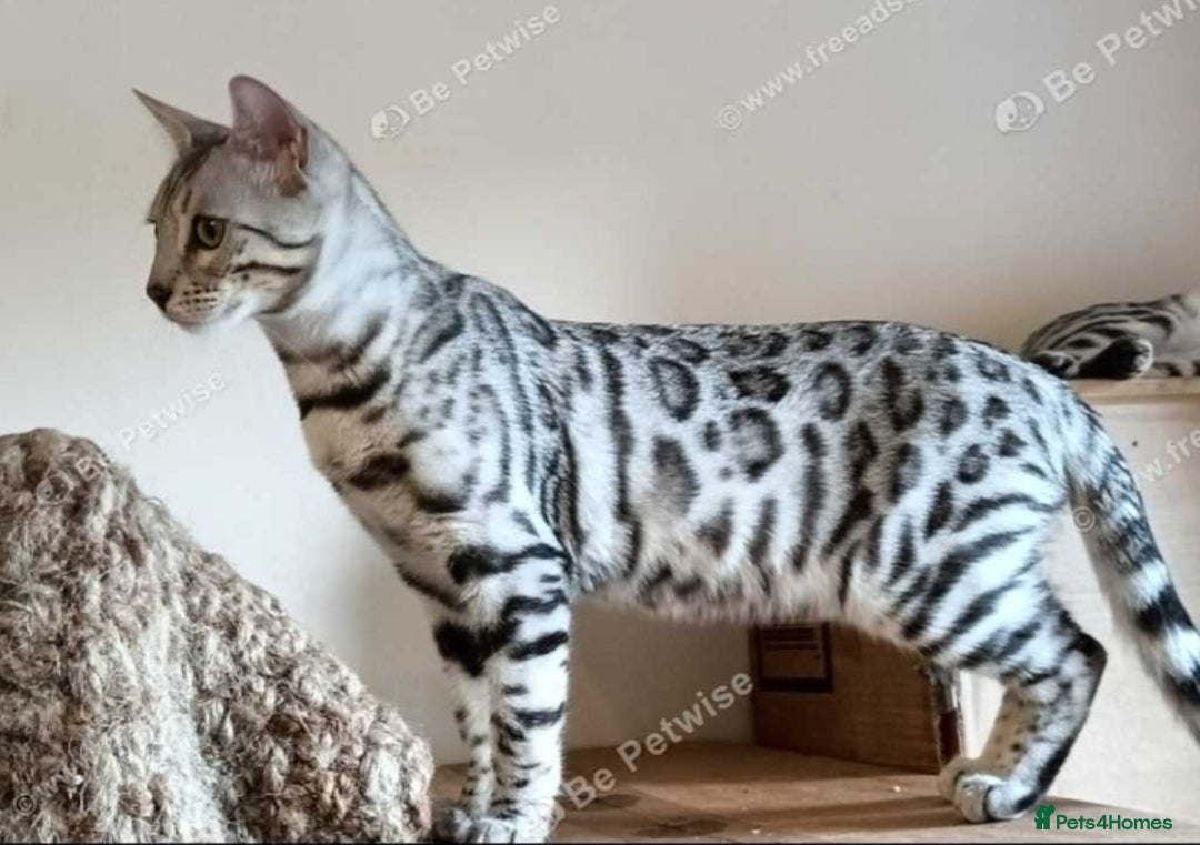 Bengal cats for sale: Bengal Adolescent & Young Adult Entire Males - Image 9