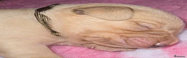 Labrador Retriever 4