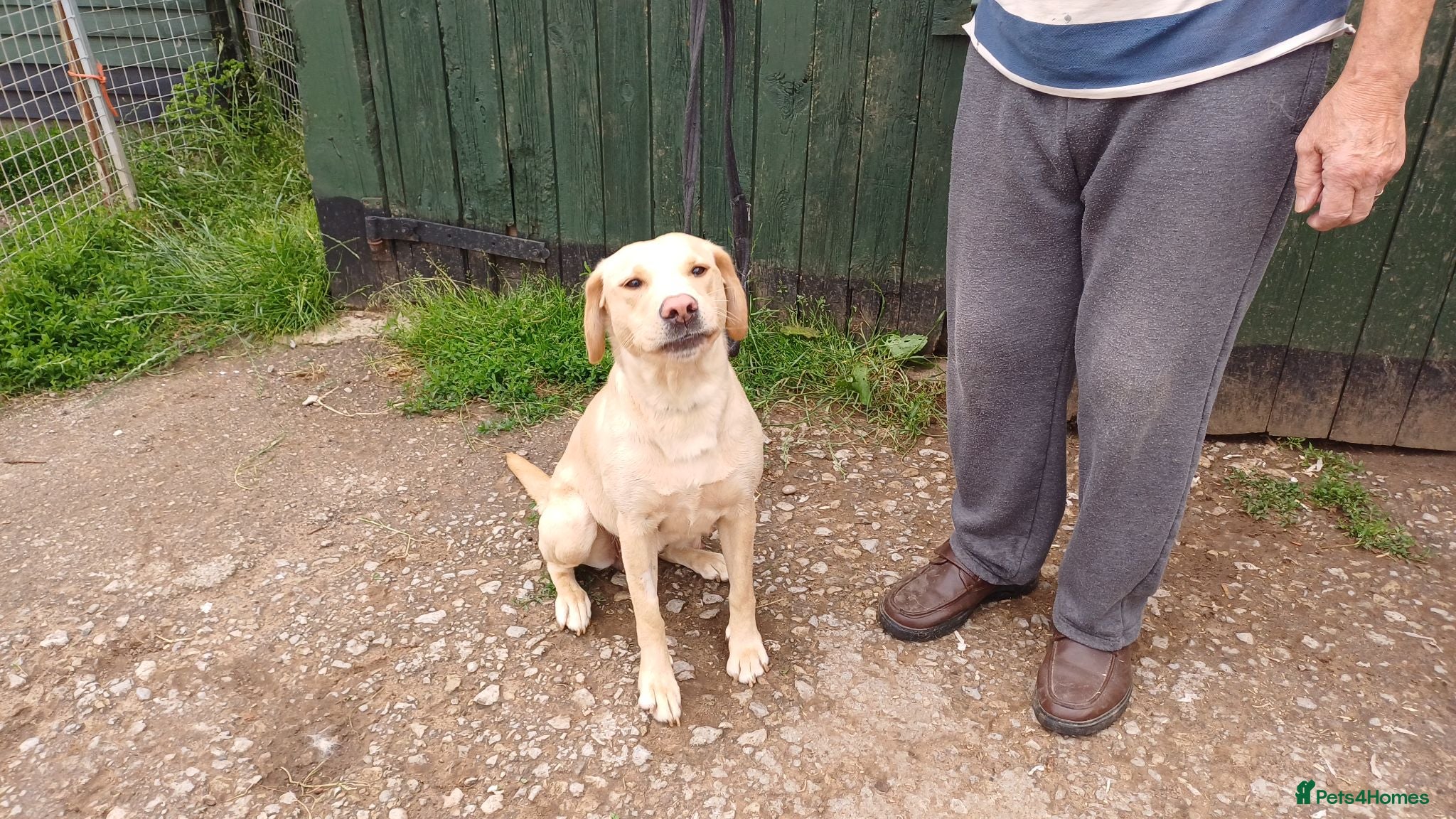 Labrador Retriever dogs YELLOW LABRADOR BITCH WANTS RETIREMENT HOME - Advert 9
