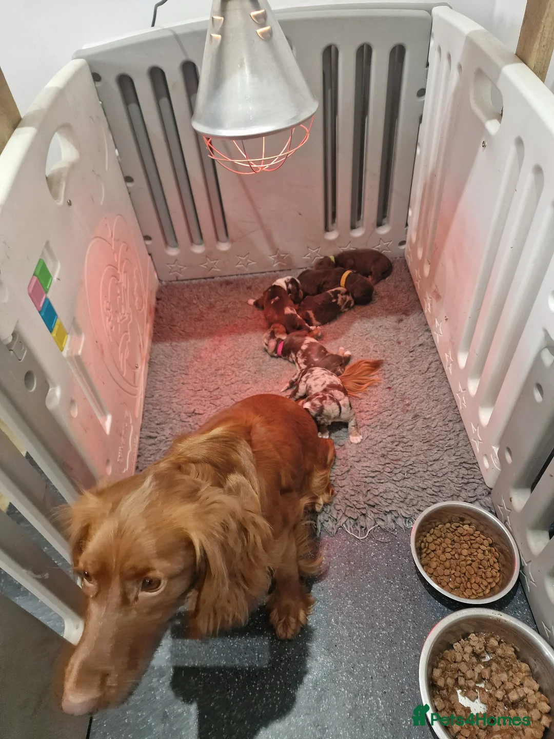 Cocker Spaniel dogs for sale: Stunning coloured merle working cocker spaniels  - Advert 20