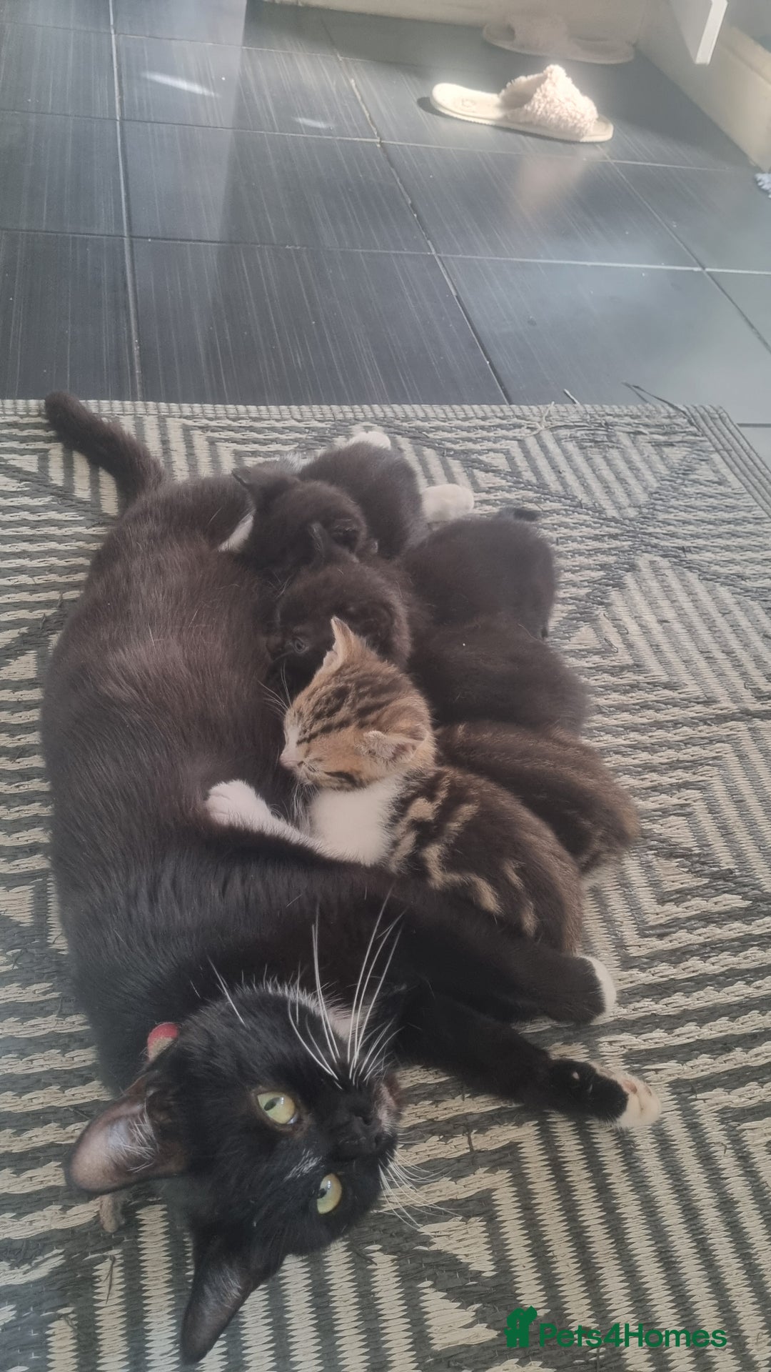 Mixed Breed cats for sale: 5 kittens ready to go - Image 10