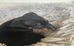 Miniature Pinscher dogs for sale: Stunning KC Miniature Pinscher puppies - Image 15