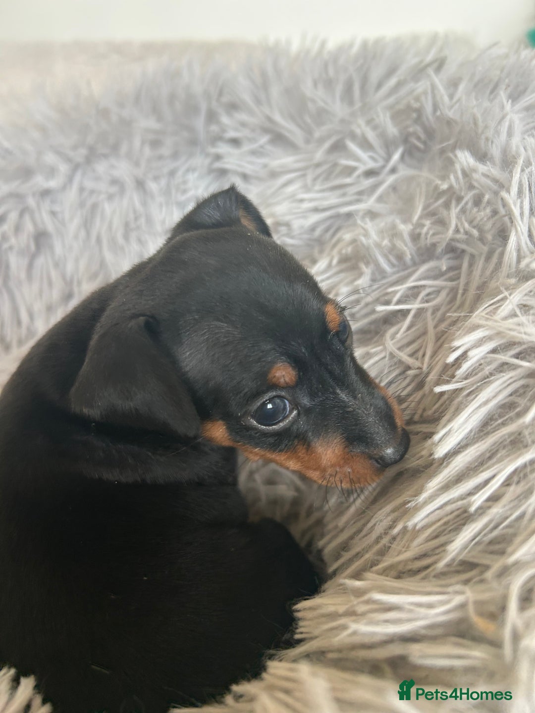 Miniature Pinscher dogs for sale: Stunning KC Miniature Pinscher puppies - Image 15